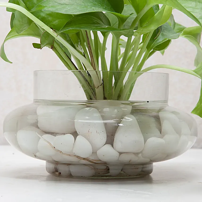 Money plant in a round glass potpourri vase with white pebbles