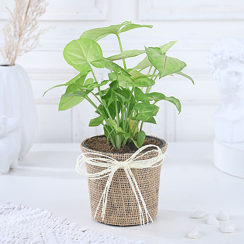 Diwali Prosperity Syngonium Foliage