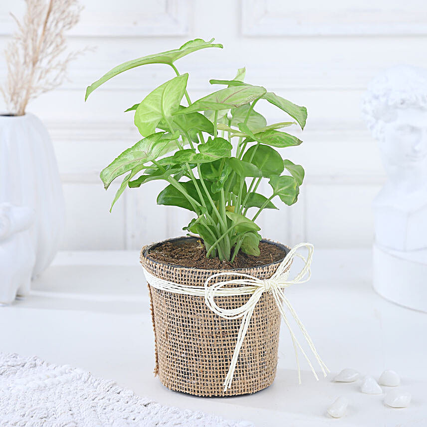 Diwali Prosperity Syngonium Foliage