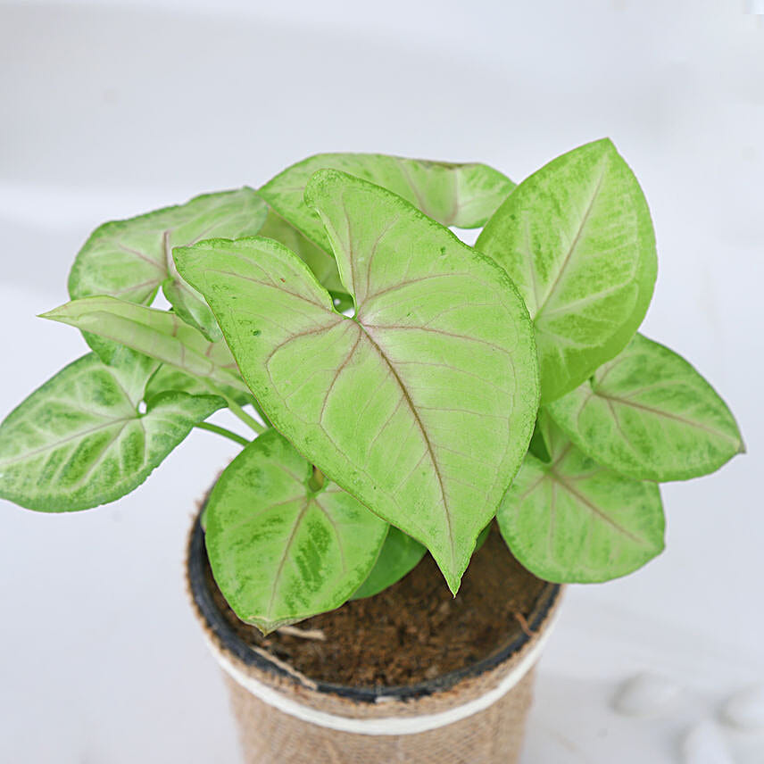 Diwali Prosperity Syngonium Foliage