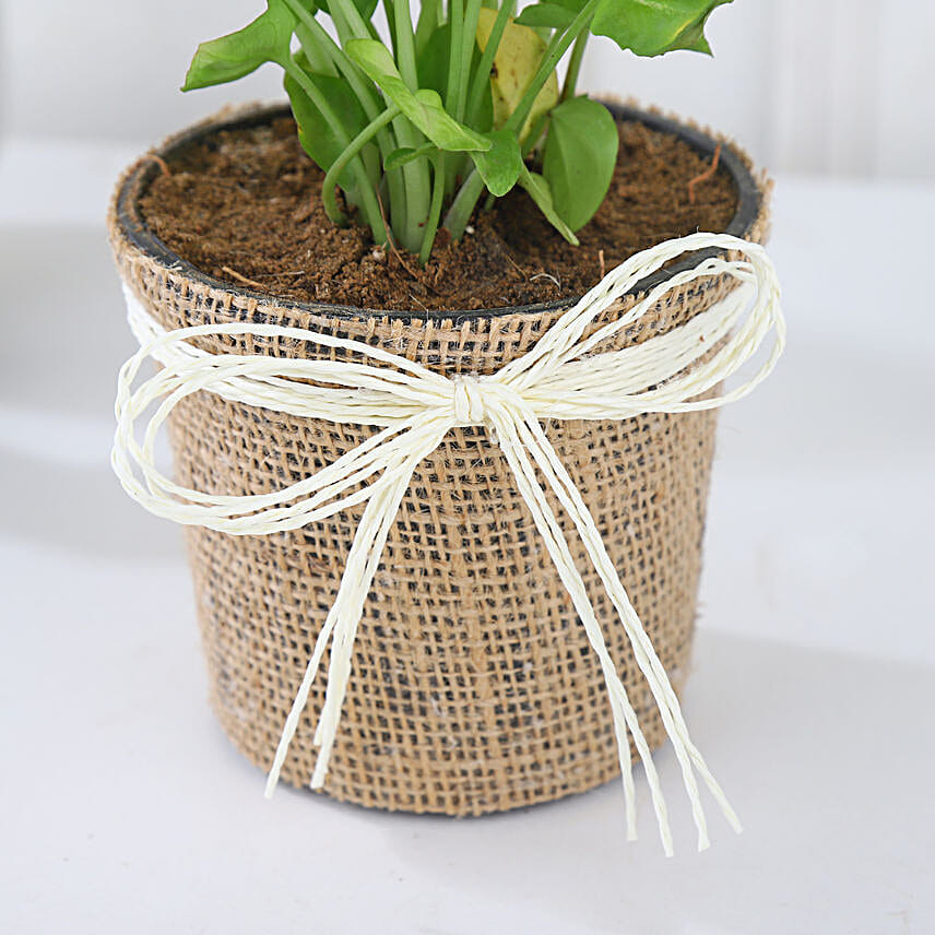 Diwali Prosperity Syngonium Foliage