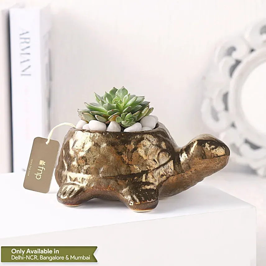 Echeveria Plant n Ceramic Pot