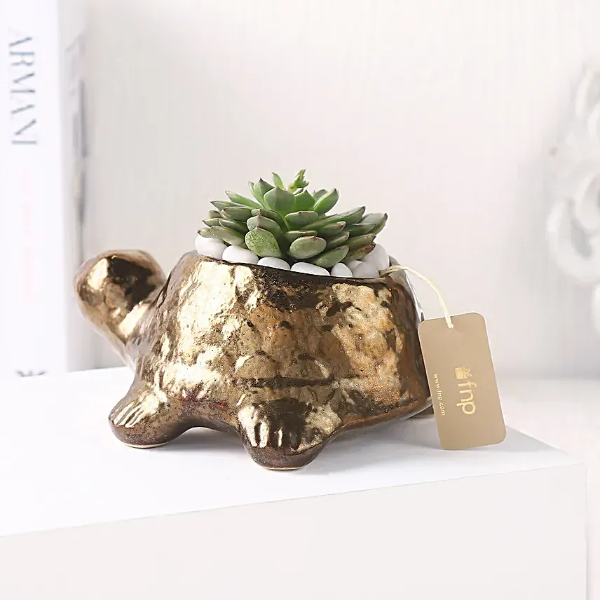 Echeveria Plant n Ceramic Pot