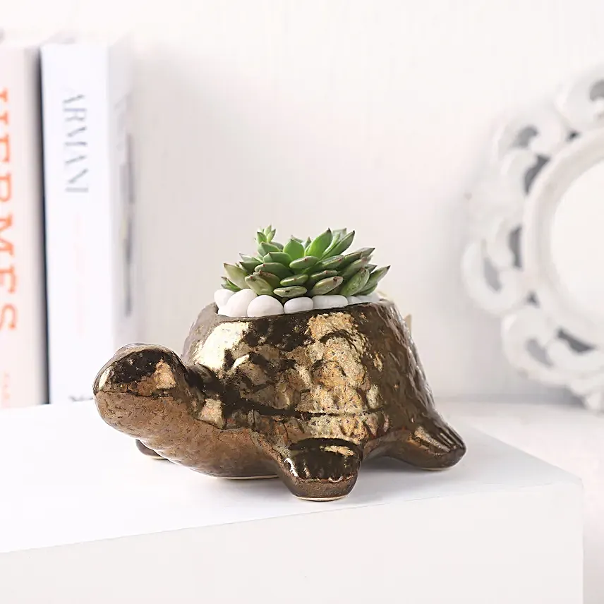 Echeveria Plant n Ceramic Pot