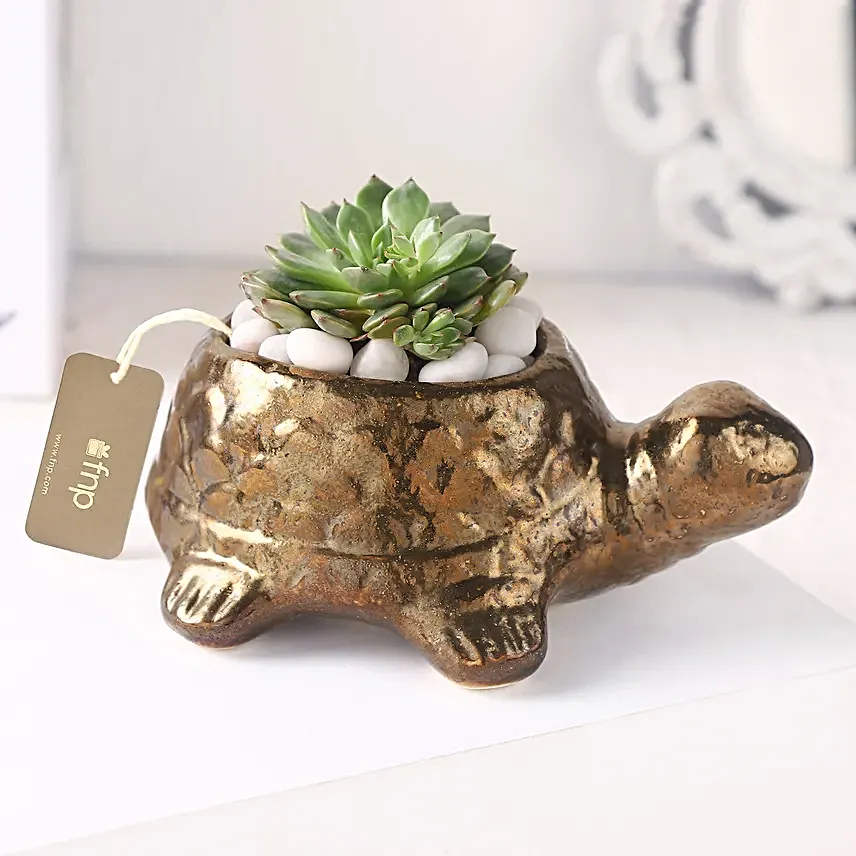 Echeveria Plant n Ceramic Pot
