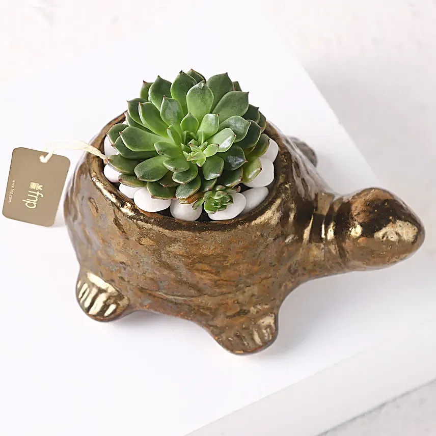 Echeveria Plant n Ceramic Pot