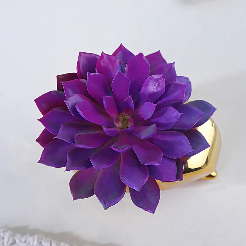 Echeveria Reign in Gold Radiance