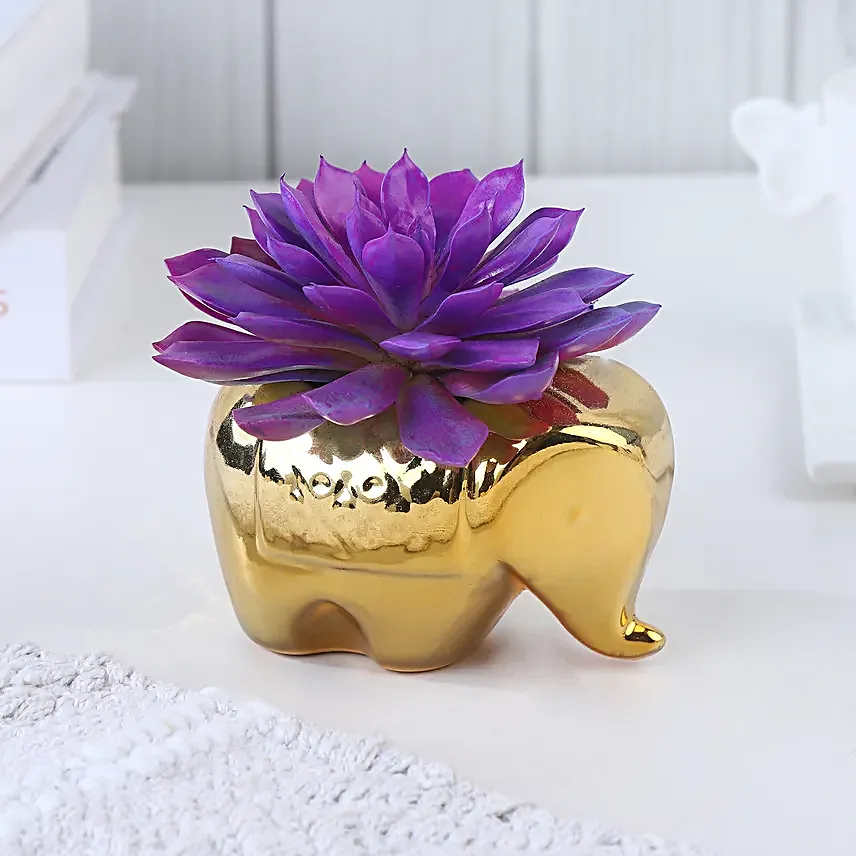 Echeveria Reign in Gold Radiance