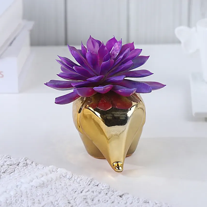 Echeveria Reign in Gold Radiance