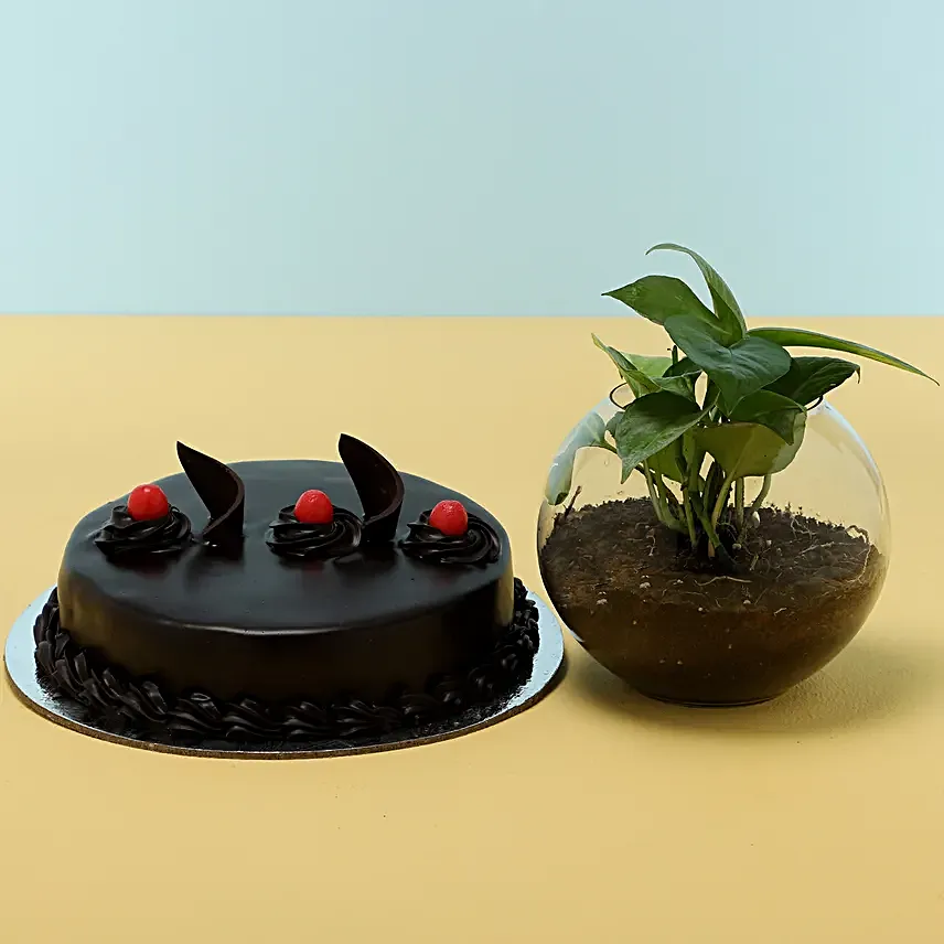 Eggless Cake With Money Plant Online