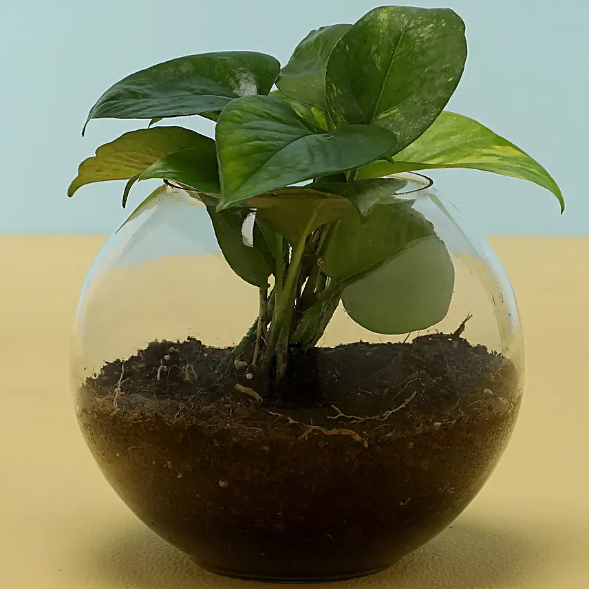 Eggless Cake With Money Plant Online