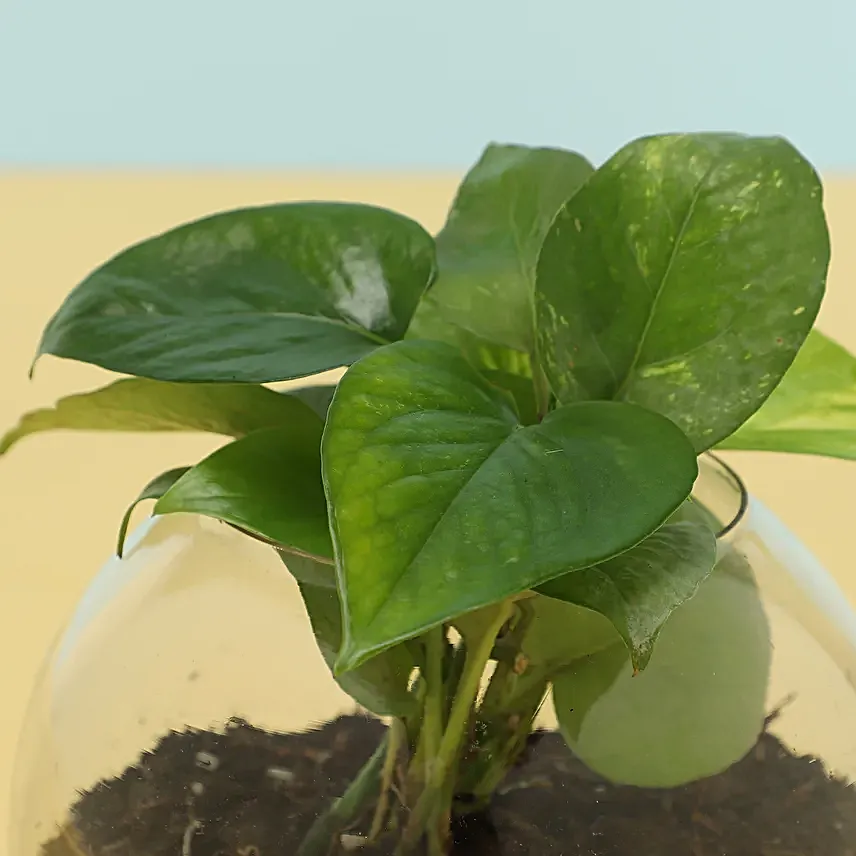 Eggless Cake With Money Plant Online