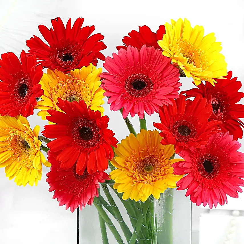 Elegant Gerberas In Glass Vase