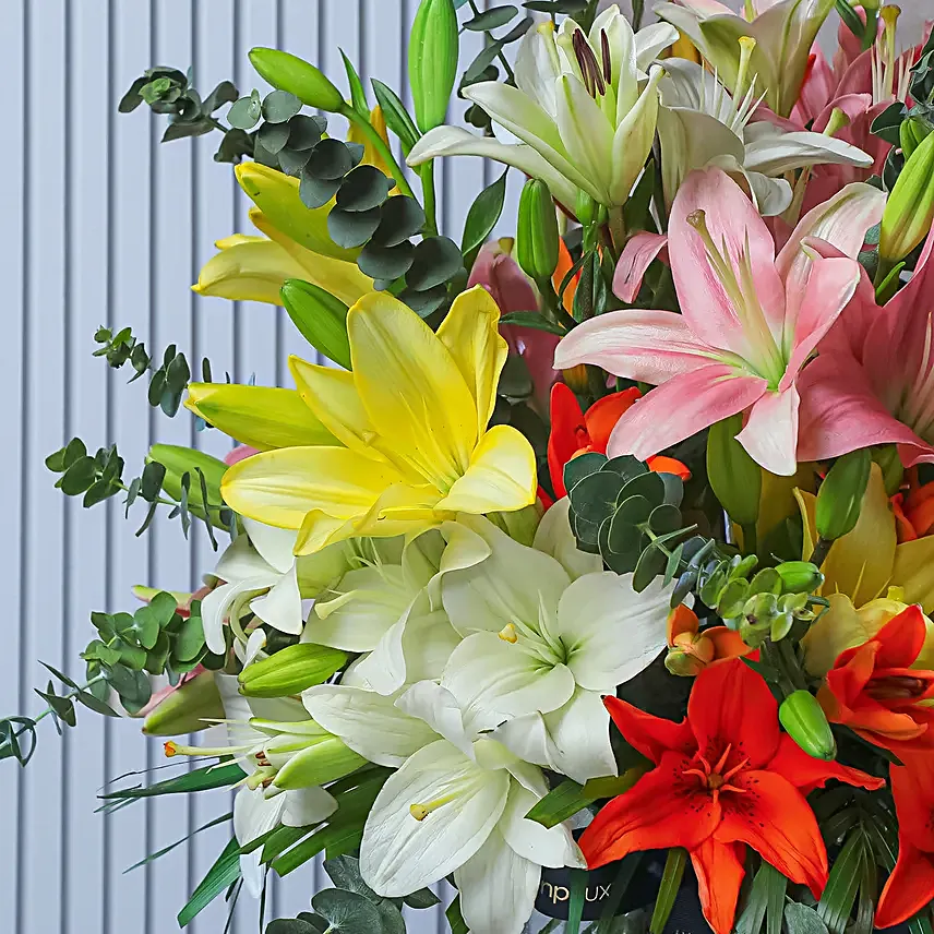 Elysian Lily Symphony