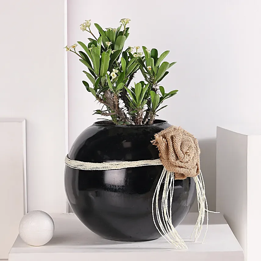 Euphorbia White Harmony