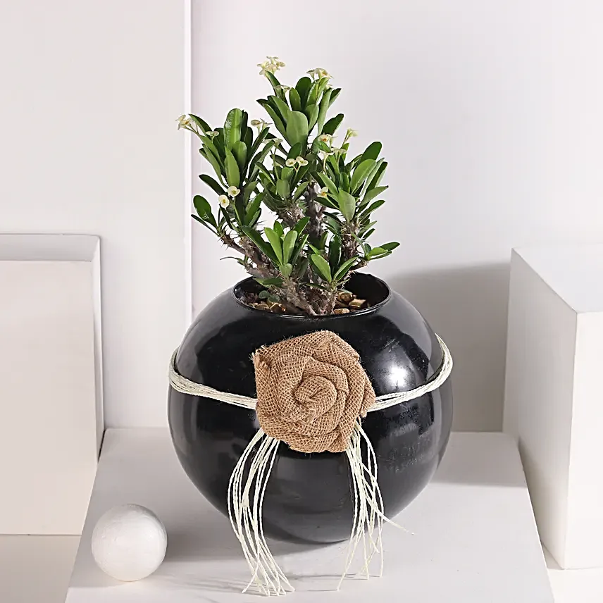 Euphorbia White Harmony