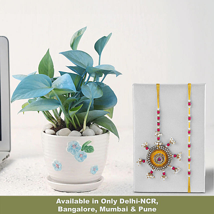 Evergreen Love Plant N Rakhi Combo