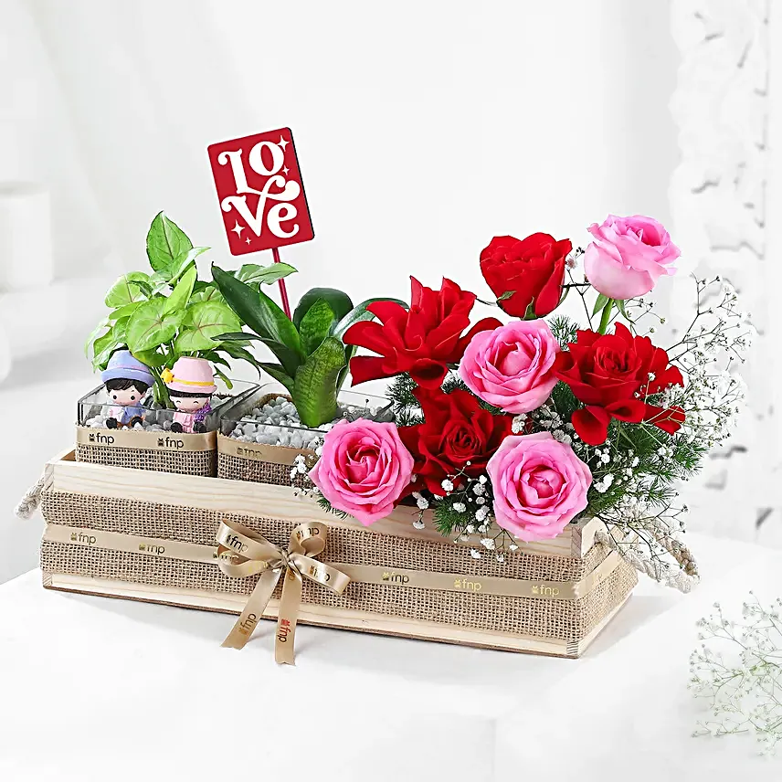 Evergreen Romance Plant Duo