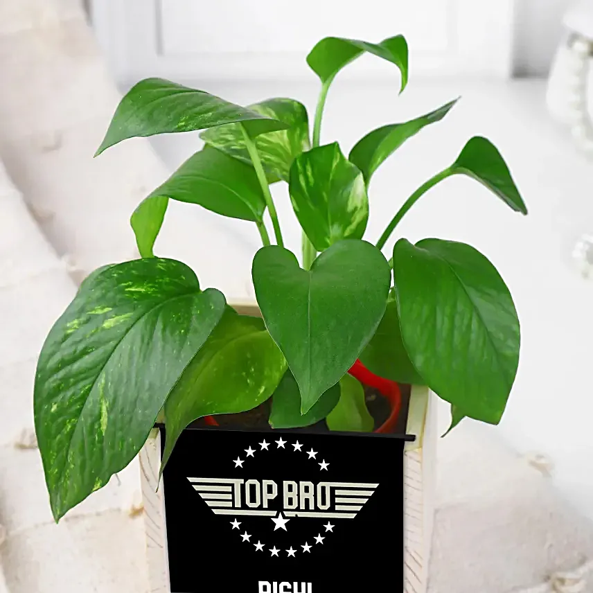 Evil Eye Rakhi N Money Plant In Top Bro Organiser