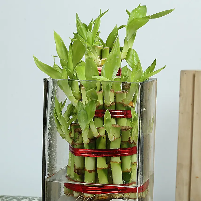 Three layer bamboo put in a large round glass vase with white pebbles