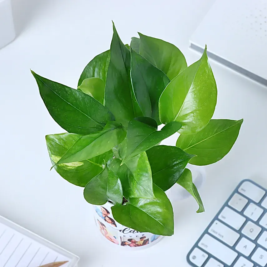 Fathers Day Money Plant Surprise