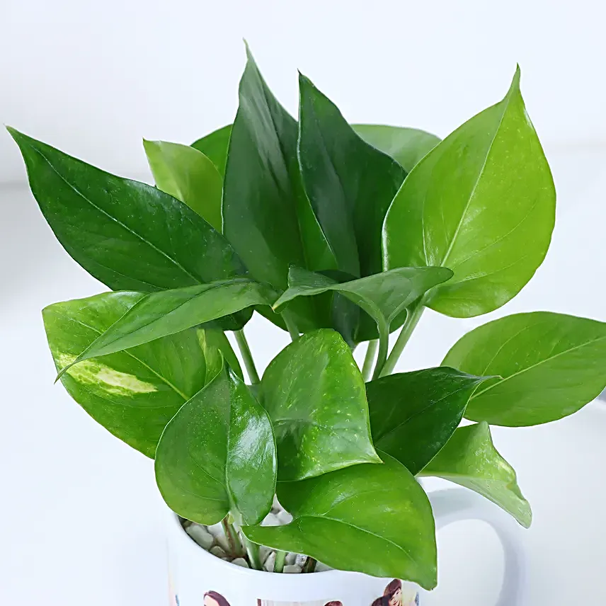 Fathers Day Money Plant Surprise