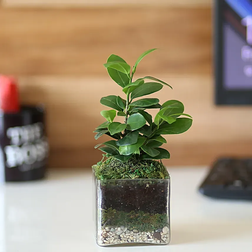 ficus plant in glass vase