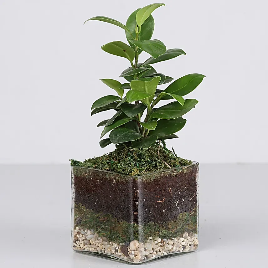 ficus plant in glass vase