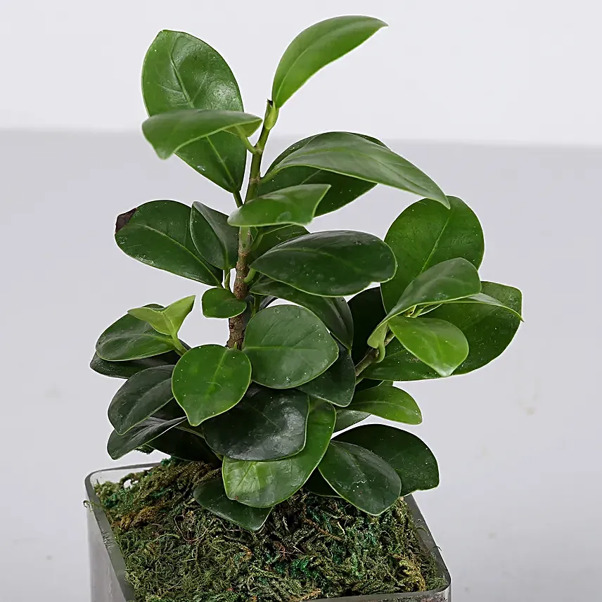 ficus plant in glass vase