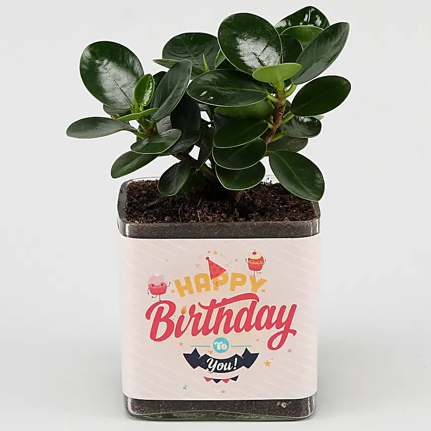 Ficus Compacta for Birthday