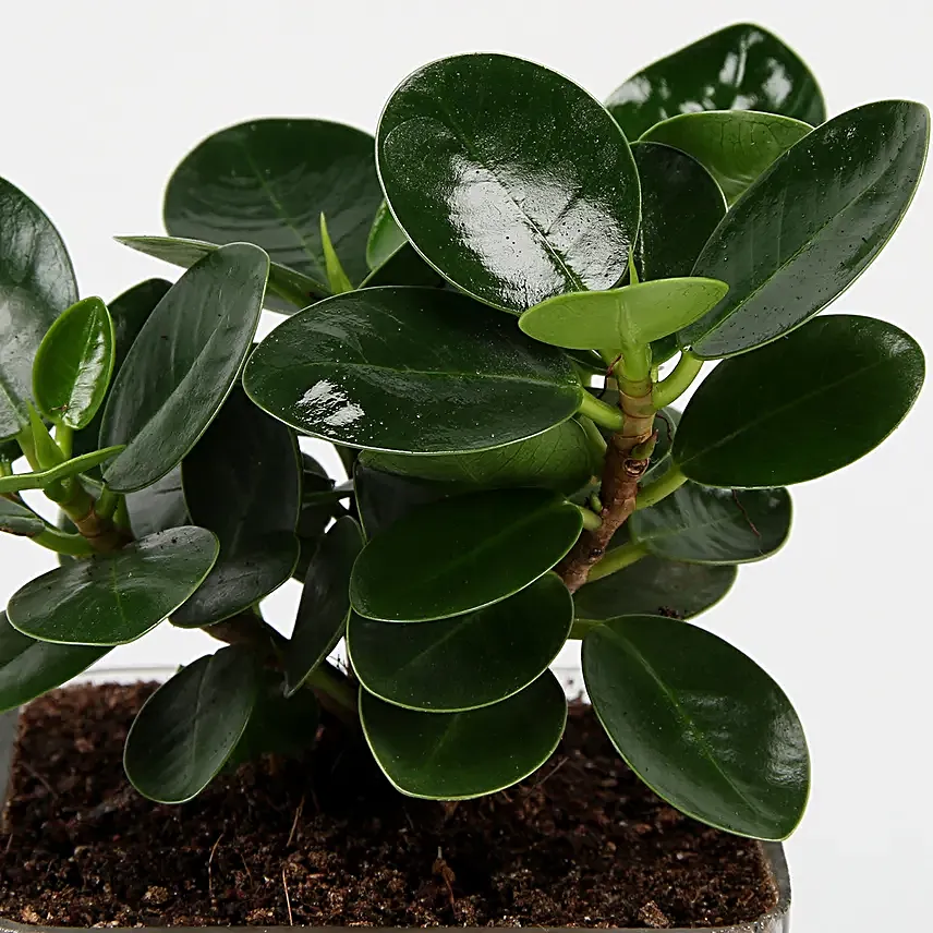 Ficus Compacta for Birthday