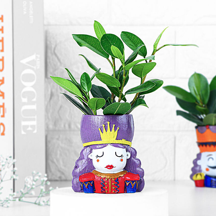 Ficus Compacta Plant In King Queen Pot Hand Delivery
