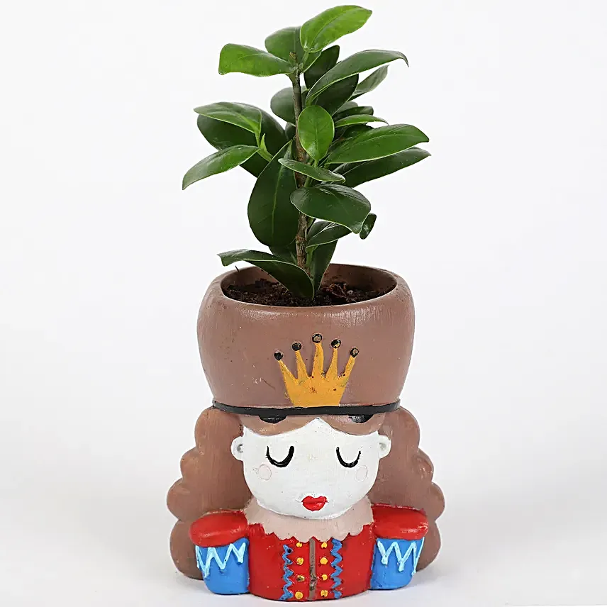 Ficus Compacta Plant In King Queen Pot Hand Delivery