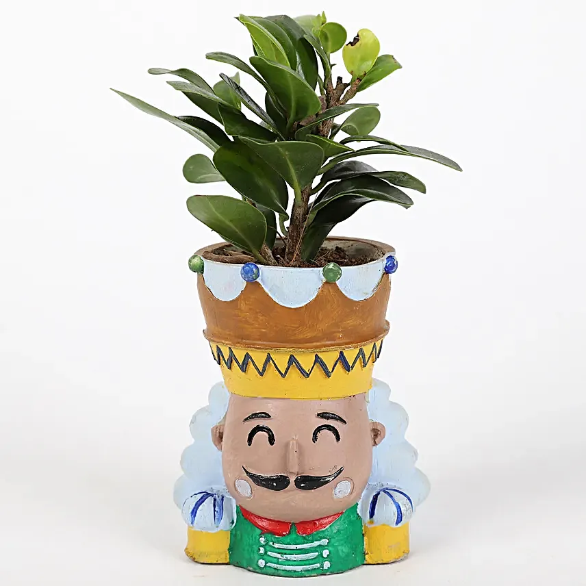 Ficus Compacta Plant In King Queen Pot Hand Delivery