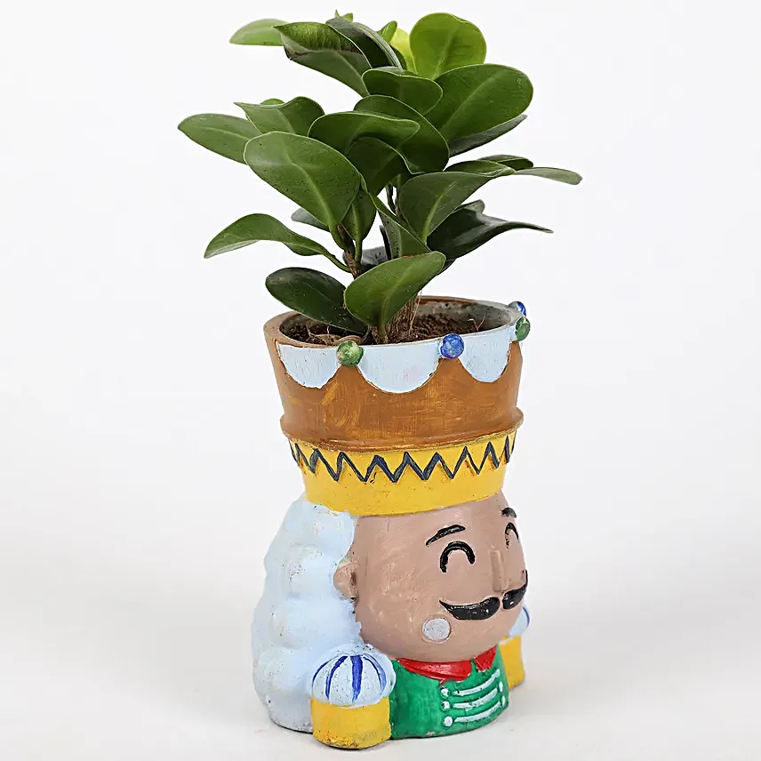 Ficus Compacta Plant In King Queen Pot Hand Delivery