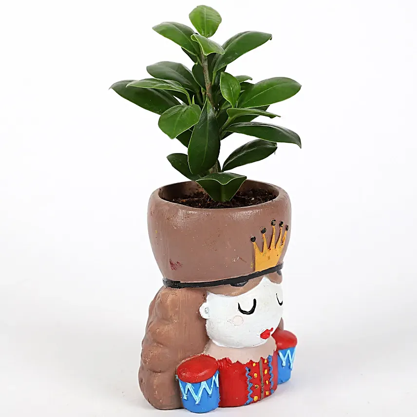 Ficus Compacta Plant In King Queen Pot Hand Delivery