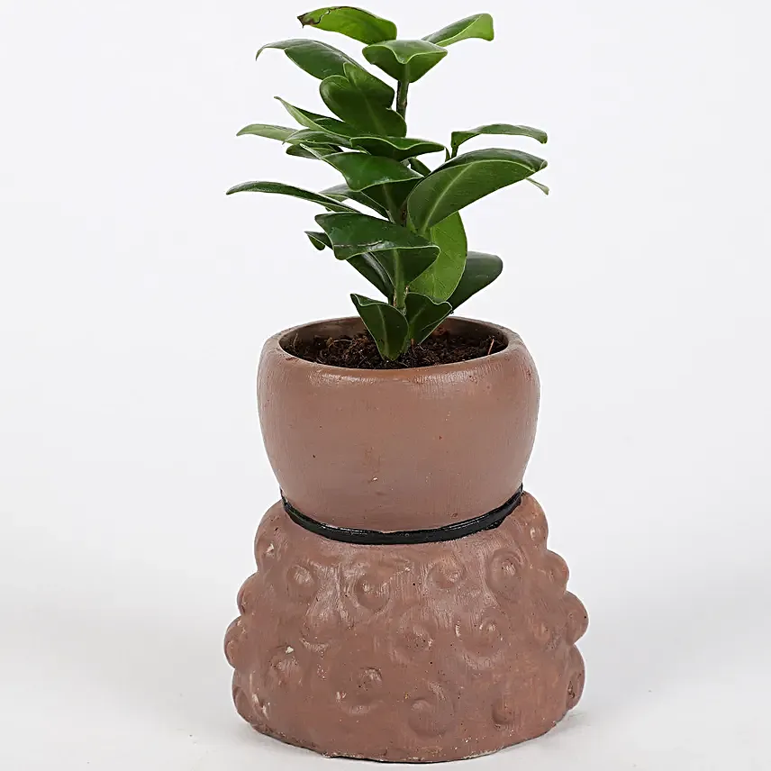 Ficus Compacta Plant In King Queen Pot Hand Delivery