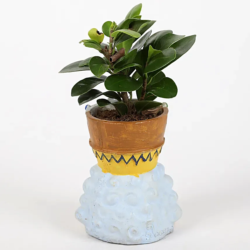 Ficus Compacta Plant In King Queen Pot Hand Delivery