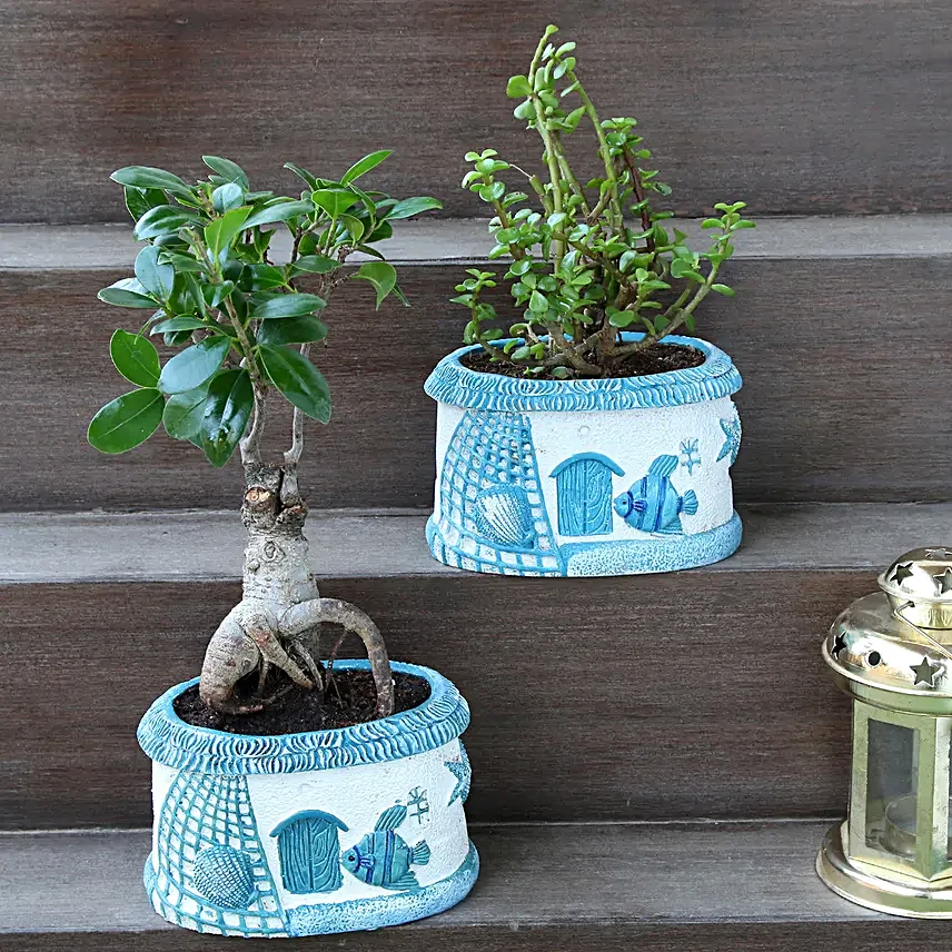 Bonsai & Jade Plant Combo