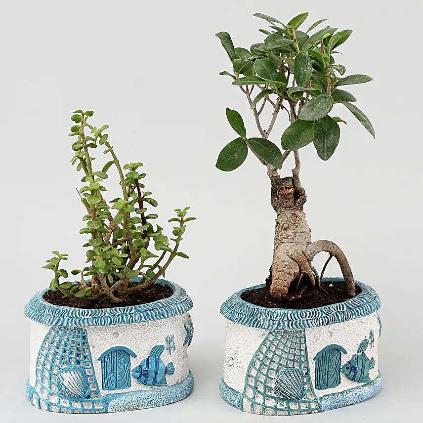 Bonsai & Jade Plant Combo