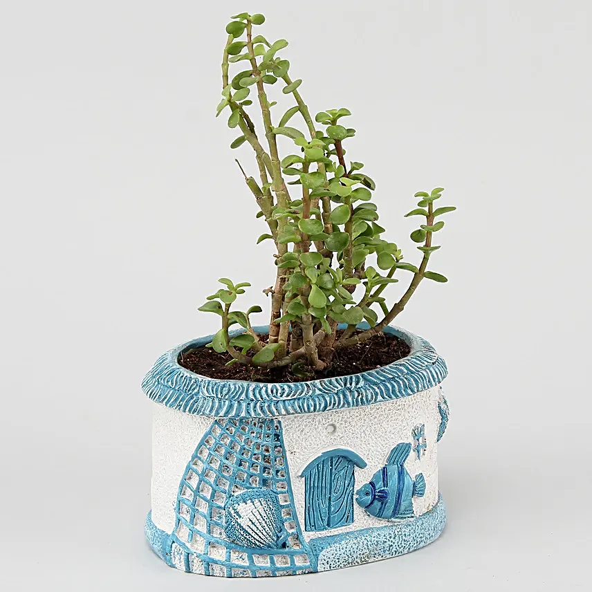 Bonsai & Jade Plant Combo