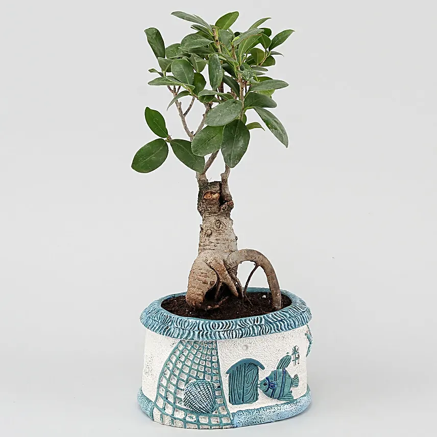 Bonsai & Jade Plant Combo