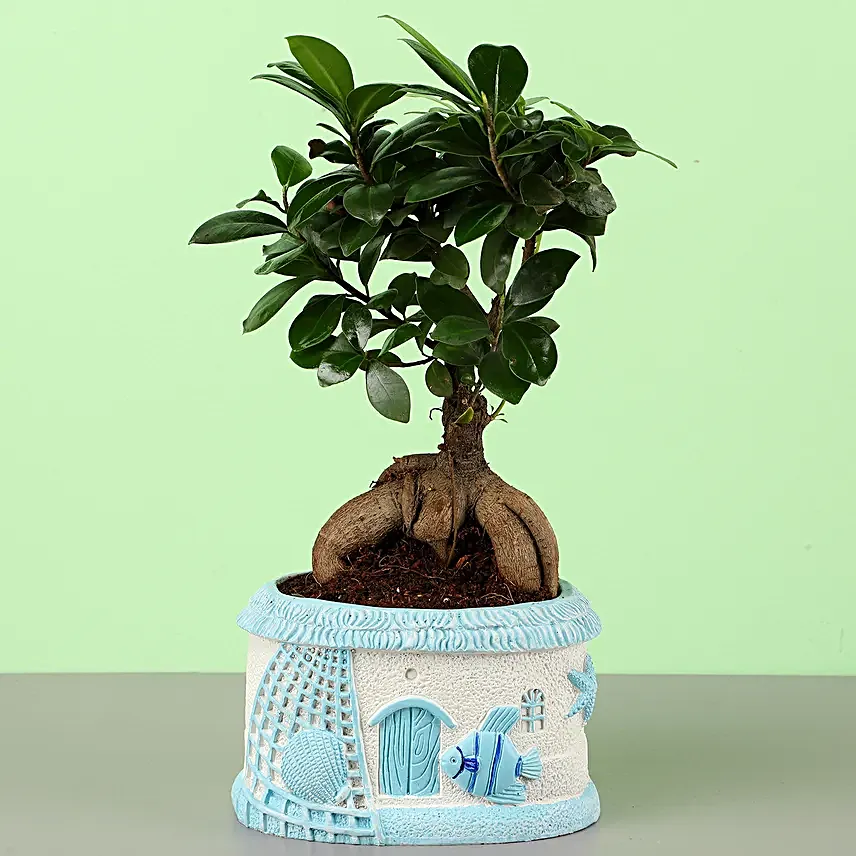 Ficus Ginseng Bonsai In Sea House Planter Hand Delivery