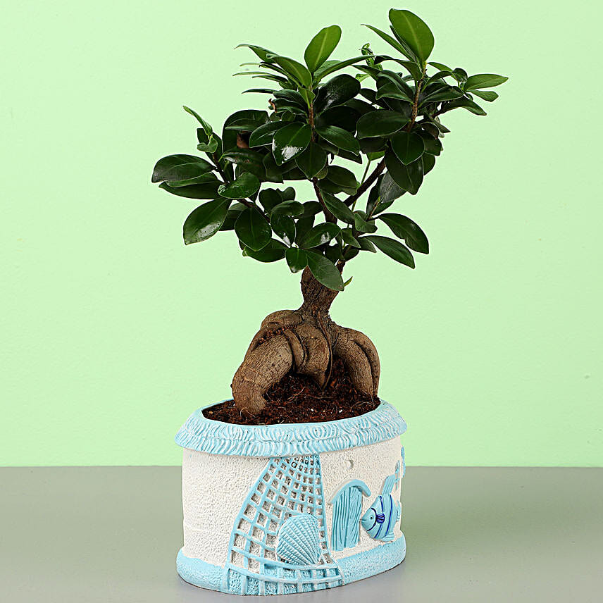 Ficus Ginseng Bonsai In Sea House Planter Hand Delivery