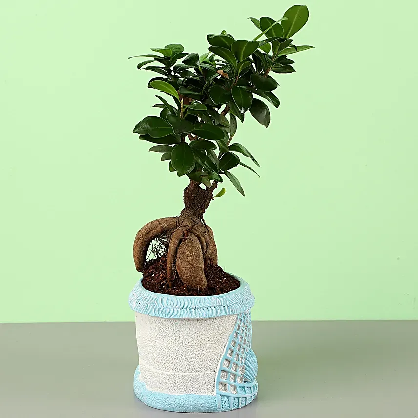 Ficus Ginseng Bonsai In Sea House Planter Hand Delivery