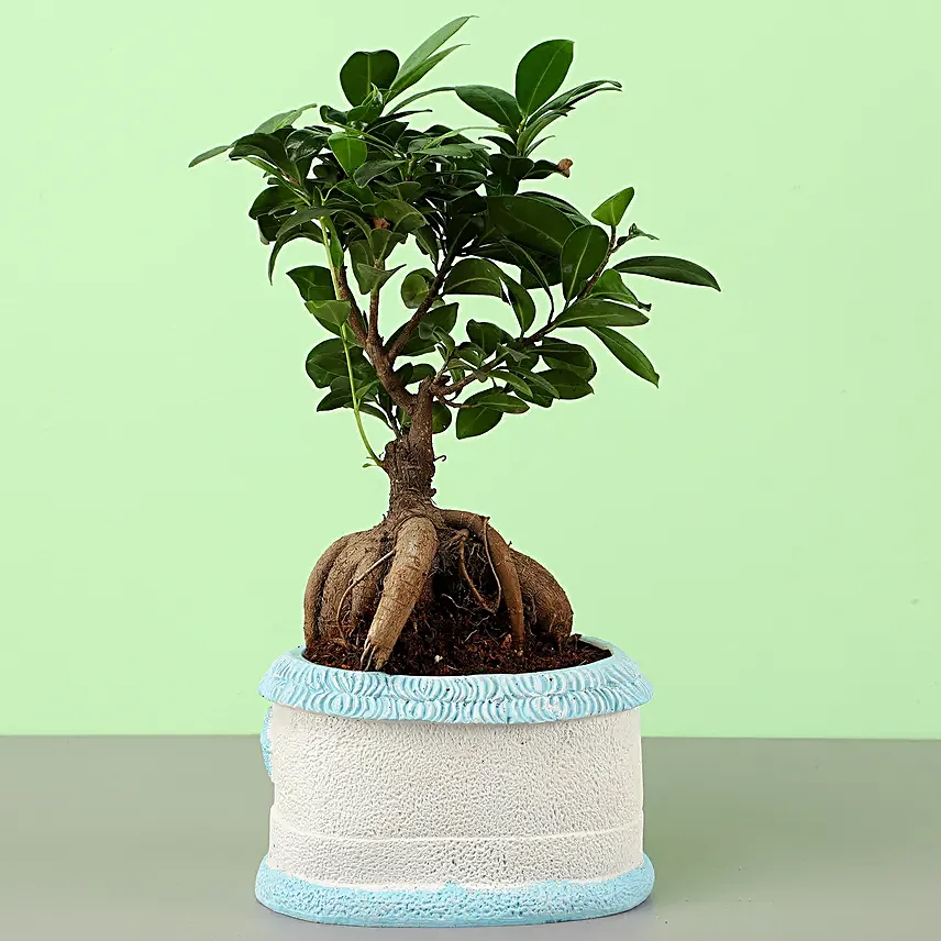 Ficus Ginseng Bonsai In Sea House Planter Hand Delivery