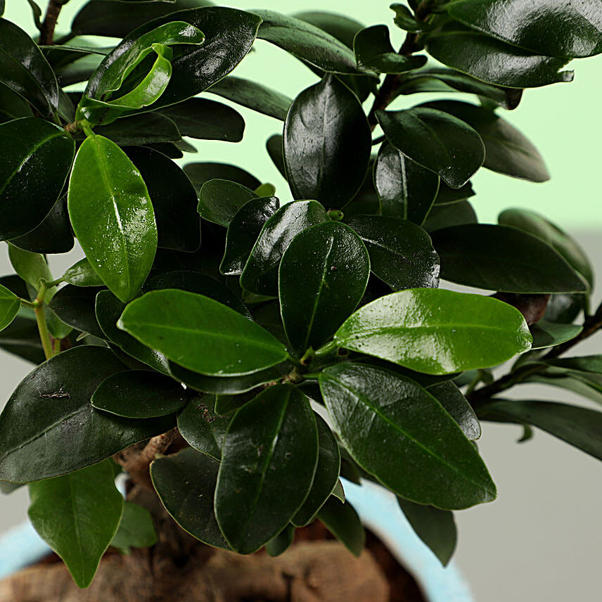 Ficus Ginseng Bonsai In Sea House Planter Hand Delivery