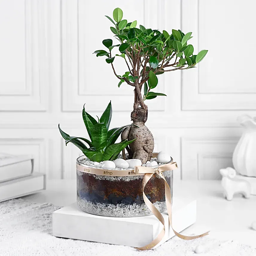 Ficus Ginseng Bonsai