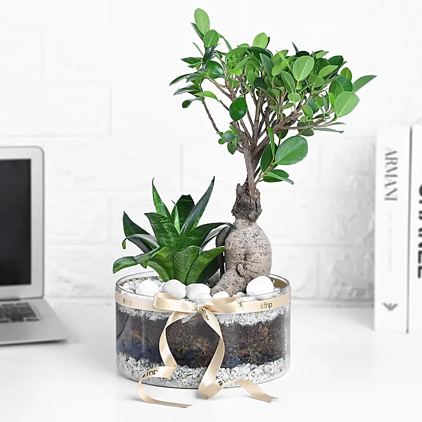 Ficus Ginseng Bonsai