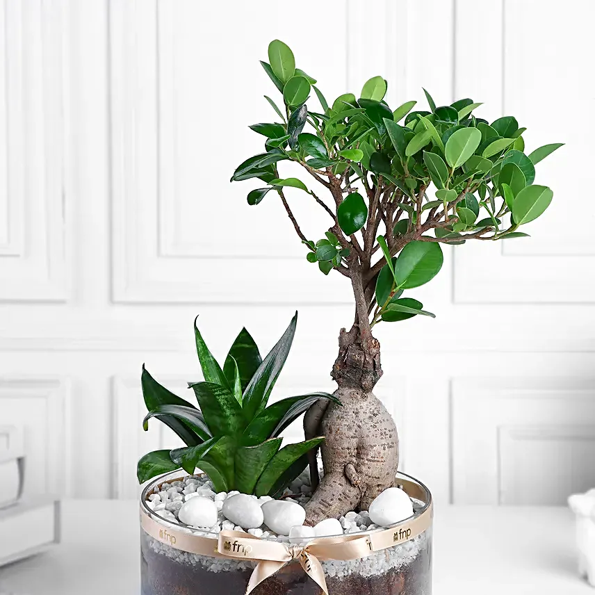 Ficus Ginseng Bonsai